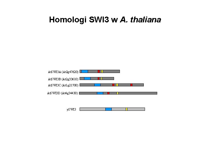 Homologi SWI 3 w A. thaliana At. SWI 3 A (At 2 g 47620)