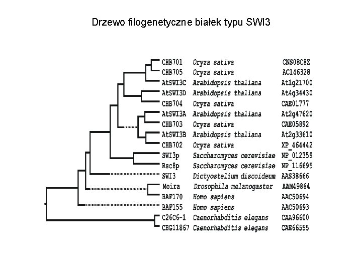 Drzewo filogenetyczne białek typu SWI 3 