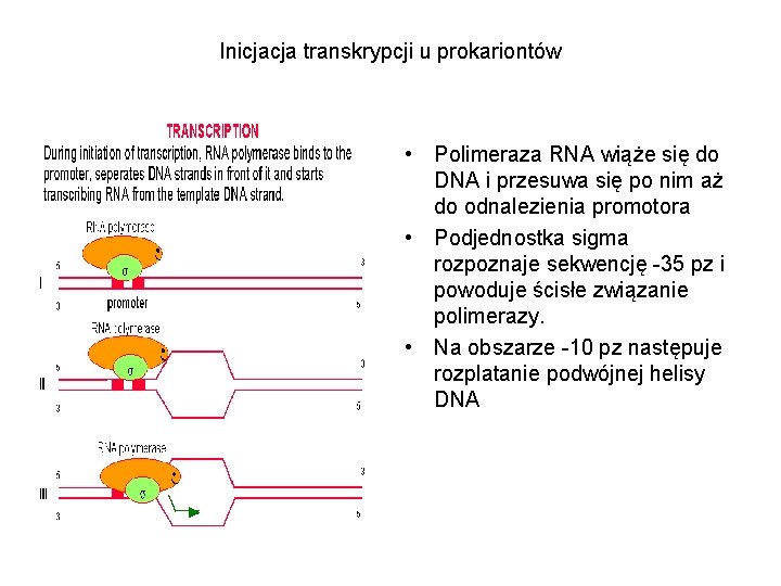 Inicjacja transkrypcji u prokariontów • Polimeraza RNA wiąże się do DNA i przesuwa się