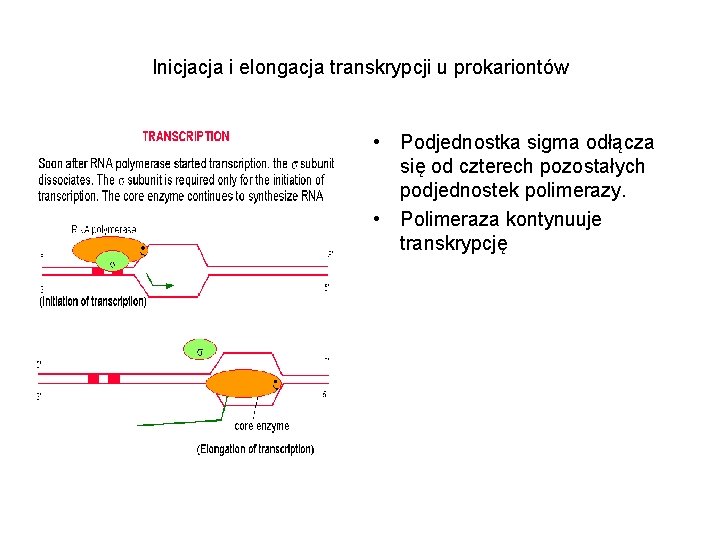 Inicjacja i elongacja transkrypcji u prokariontów • Podjednostka sigma odłącza się od czterech pozostałych