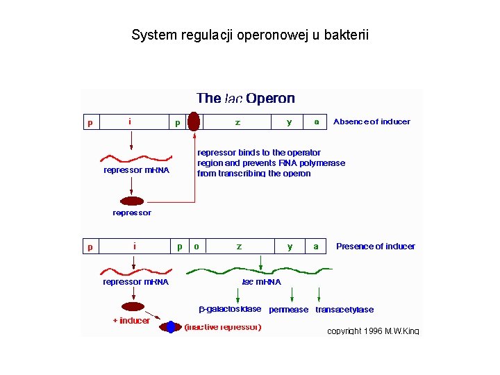 System regulacji operonowej u bakterii 