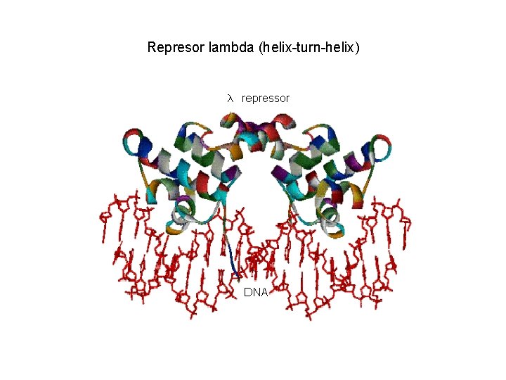 Represor lambda (helix-turn-helix) 