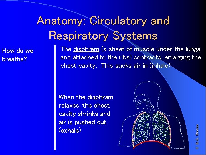 Anatomy: Circulatory and Respiratory Systems How do we breathe? The diaphram (a sheet of