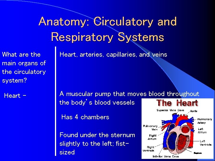 Anatomy: Circulatory and Respiratory Systems What are the main organs of the circulatory system?