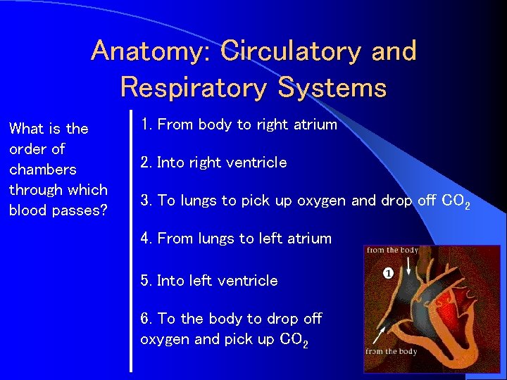 Anatomy: Circulatory and Respiratory Systems What is the order of chambers through which blood