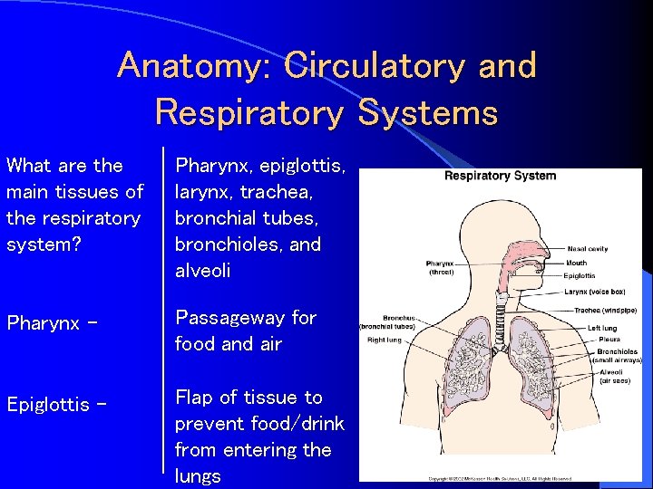 Anatomy: Circulatory and Respiratory Systems What are the main tissues of the respiratory system?