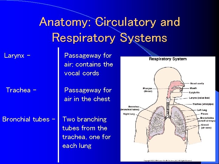 Anatomy: Circulatory and Respiratory Systems Larynx - Passageway for air; contains the vocal cords