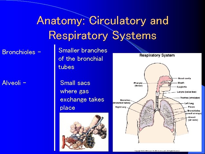 Anatomy: Circulatory and Respiratory Systems Bronchioles - Smaller branches of the bronchial tubes Alveoli