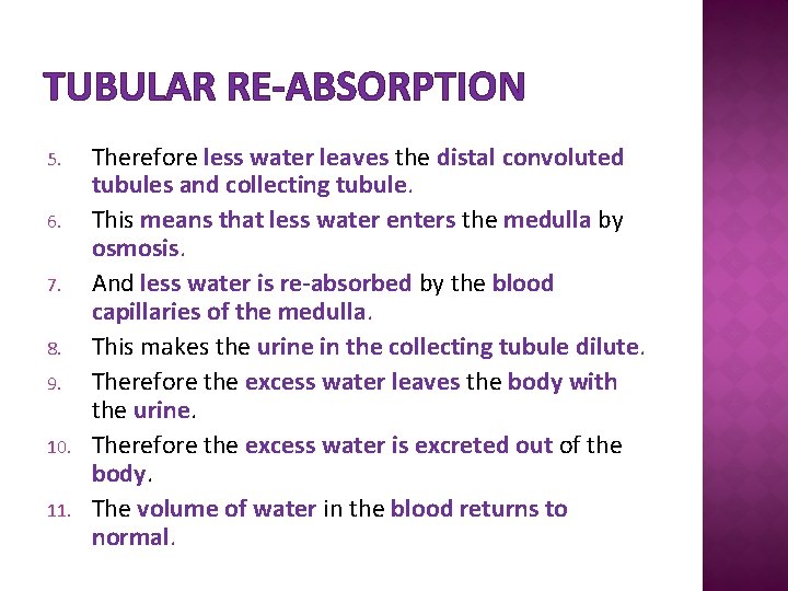 TUBULAR RE-ABSORPTION 5. 6. 7. 8. 9. 10. 11. Therefore less water leaves the