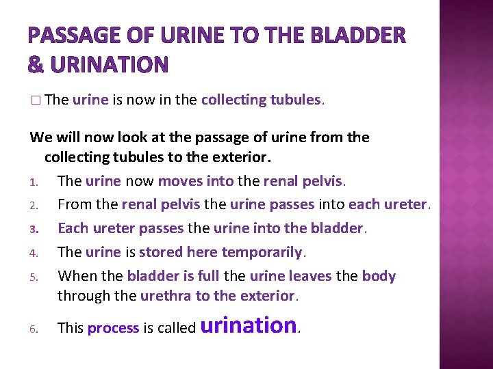 PASSAGE OF URINE TO THE BLADDER & URINATION � The urine is now in