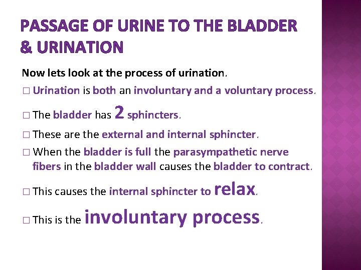 PASSAGE OF URINE TO THE BLADDER & URINATION Now lets look at the process