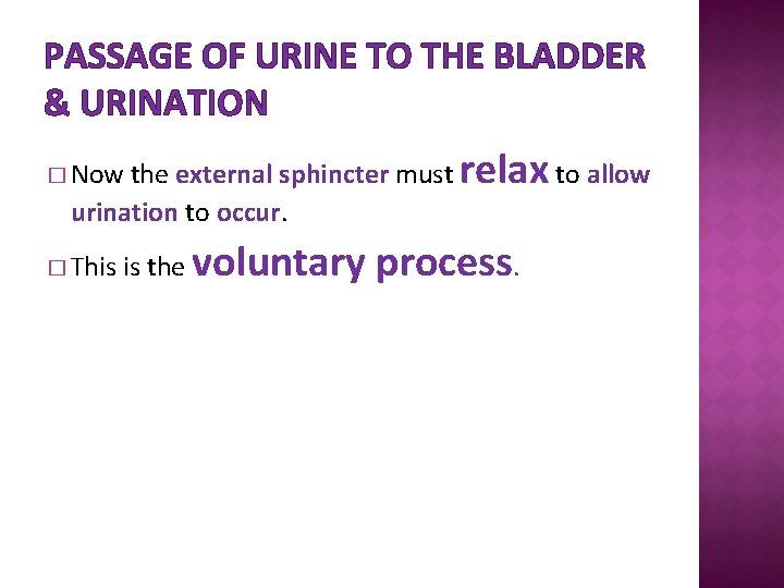 PASSAGE OF URINE TO THE BLADDER & URINATION the external sphincter must relax to