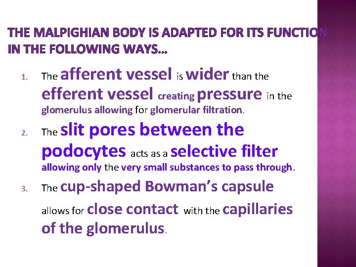 THE MALPIGHIAN BODY IS ADAPTED FOR ITS FUNCTION IN THE FOLLOWING WAYS… 1. afferent