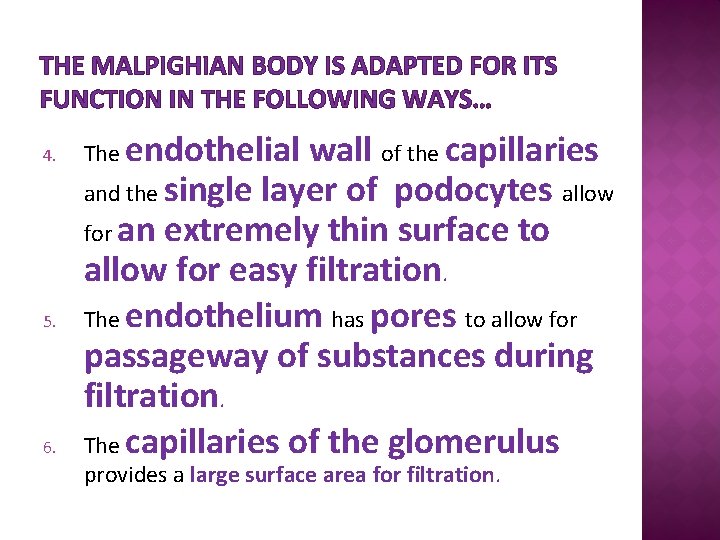 THE MALPIGHIAN BODY IS ADAPTED FOR ITS FUNCTION IN THE FOLLOWING WAYS… 4. 5.