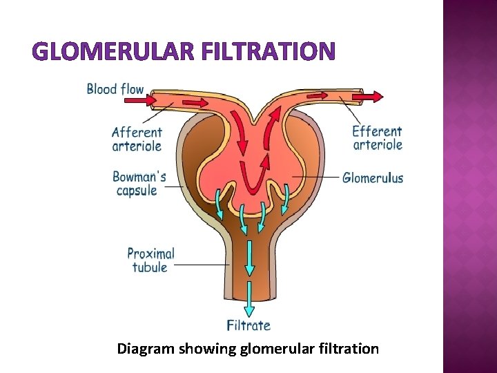 GLOMERULAR FILTRATION Diagram showing glomerular filtration 