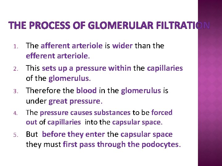 THE PROCESS OF GLOMERULAR FILTRATION 1. 2. 3. The afferent arteriole is wider than