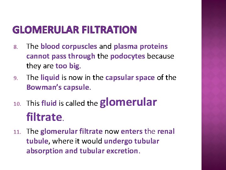 GLOMERULAR FILTRATION 8. 9. 10. The blood corpuscles and plasma proteins cannot pass through