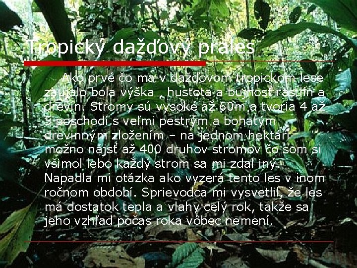 Tropický dažďový prales Ako prvé čo ma v dažďovom tropickom lese zaujalo bola výška