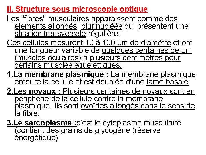 II. Structure sous microscopie optique Les "fibres" musculaires apparaissent comme des éléments allongés, plurinucléés