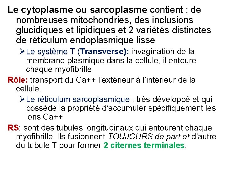 Le cytoplasme ou sarcoplasme contient : de nombreuses mitochondries, des inclusions glucidiques et lipidiques