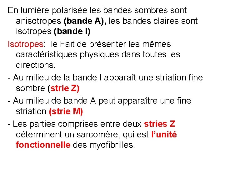 En lumière polarisée les bandes sombres sont anisotropes (bande A), les bandes claires sont