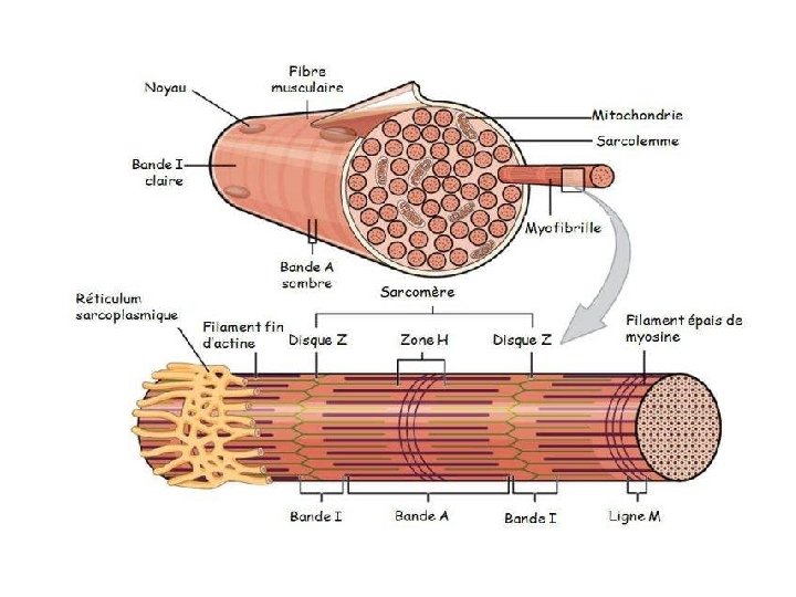 Lors de la contraction musculaire, les myofilaments d'actine glissent entre lesmyofilaments de myosine. Ce