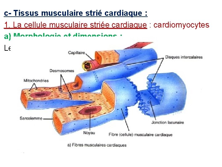 c- Tissus musculaire strié cardiaque : 1. La cellule musculaire striée cardiaque : cardiomyocytes