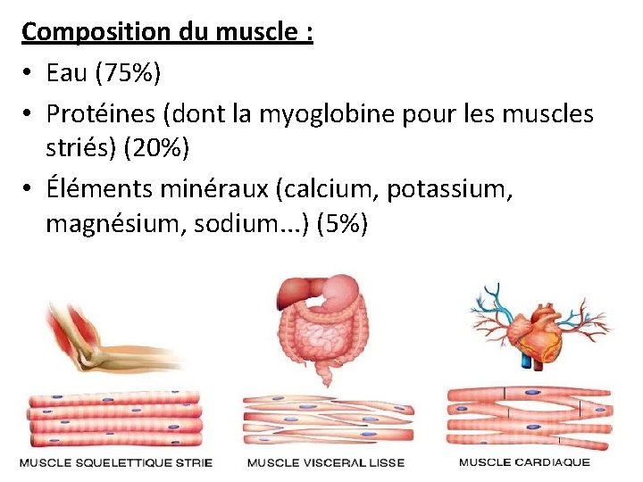 Composition du muscle : • Eau (75%) • Protéines (dont la myoglobine pour les