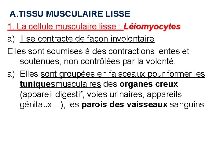 A. TISSU MUSCULAIRE LISSE 1. La cellule musculaire lisse : Léiomyocytes a) Il se