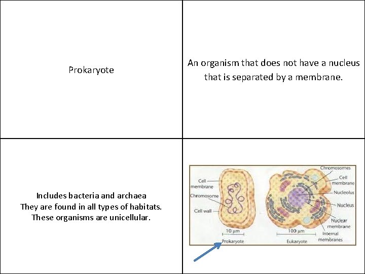 Prokaryote Includes bacteria and archaea They are found in all types of habitats. These