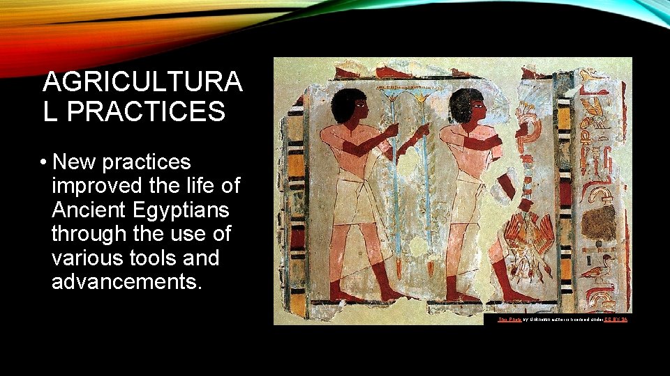 AGRICULTURA L PRACTICES • New practices improved the life of Ancient Egyptians through the