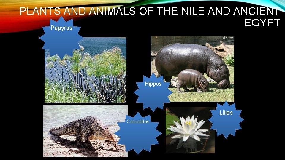 PLANTS AND ANIMALS OF THE NILE AND ANCIENT EGYPT Papyrus Hippos Lilies Crocodiles 