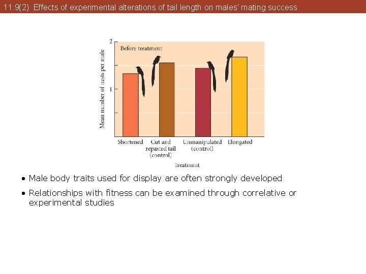 11. 9(2) Effects of experimental alterations of tail length on males’ mating success • 11. 9(2) Effects of experimental alterations of tail length on males’ mating success •