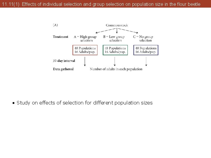 11. 11(1) Effects of individual selection and group selection on population size in the