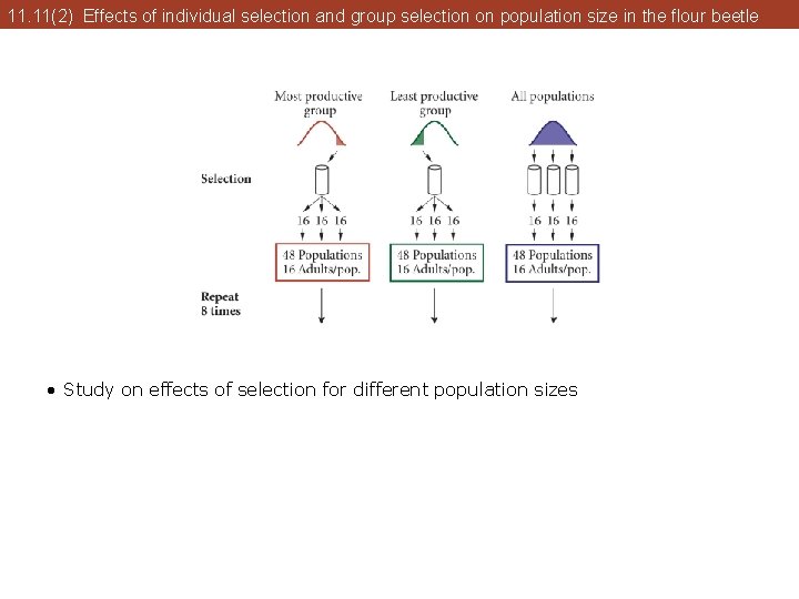 11. 11(2) Effects of individual selection and group selection on population size in the