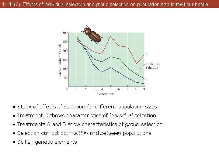 11. 11(3) Effects of individual selection and group selection on population size in the 11. 11(3) Effects of individual selection and group selection on population size in the