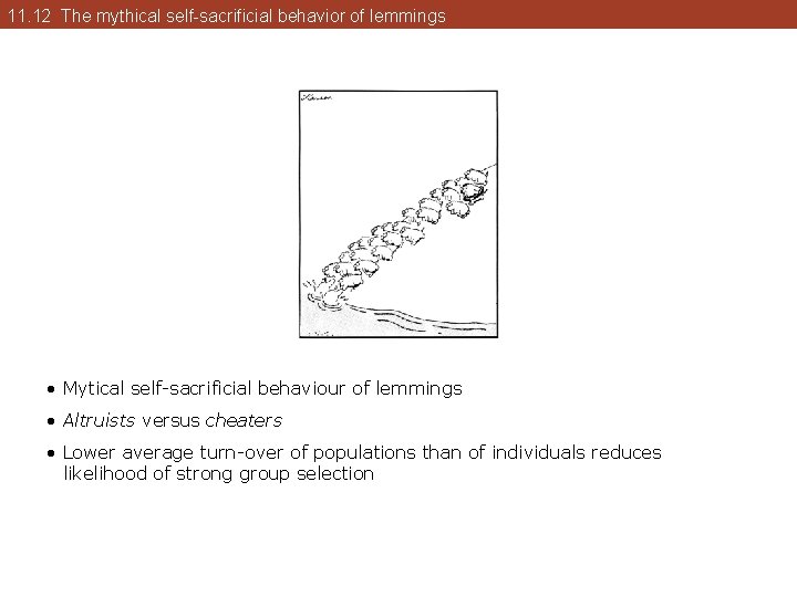 11. 12 The mythical self-sacrificial behavior of lemmings • Mytical self-sacrificial behaviour of lemmings