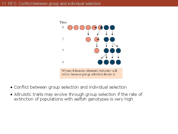 11. 13(1) Conflict between group and individual selection • Conflict between group selection and