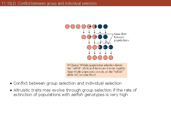 11. 13(2) Conflict between group and individual selection • Conflict between group selection and