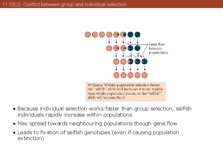 11. 13(2) Conflict between group and individual selection • Because individual selection works faster 11. 13(2) Conflict between group and individual selection • Because individual selection works faster