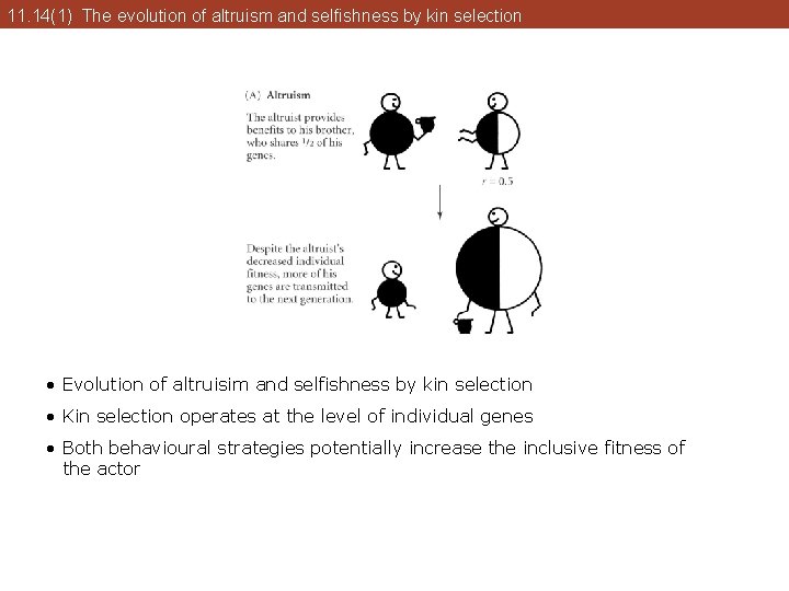 11. 14(1) The evolution of altruism and selfishness by kin selection • Evolution of