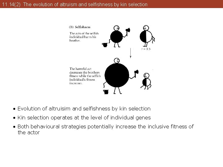 11. 14(2) The evolution of altruism and selfishness by kin selection • Evolution of