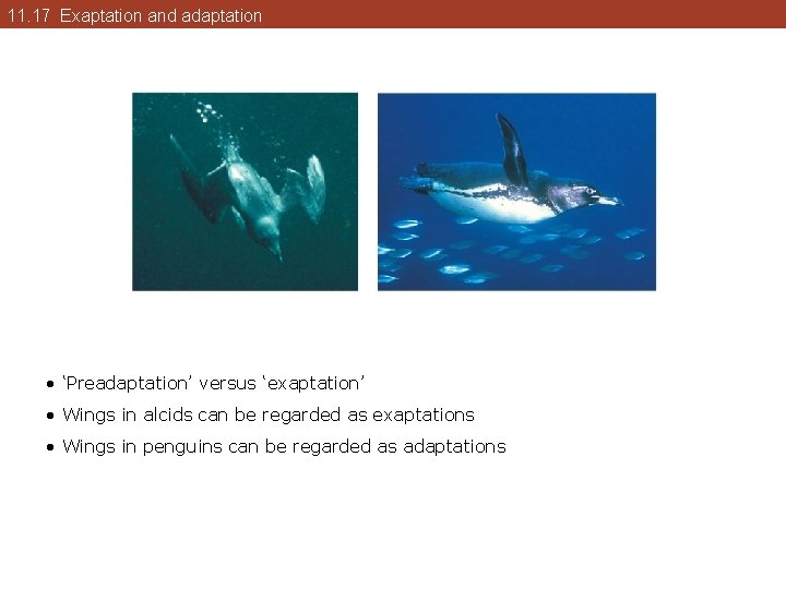 11. 17 Exaptation and adaptation • ‘Preadaptation’ versus ‘exaptation’ • Wings in alcids can