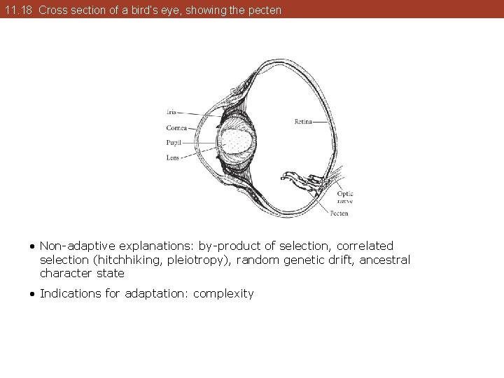 11. 18 Cross section of a bird’s eye, showing the pecten • Non-adaptive explanations: