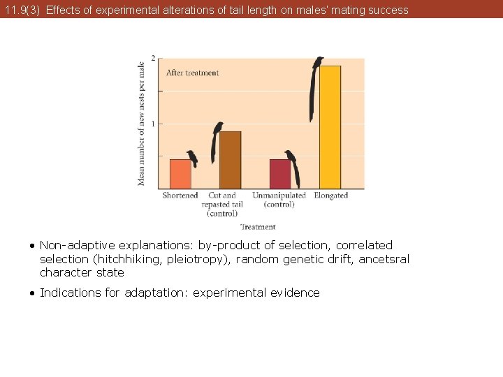 11. 9(3) Effects of experimental alterations of tail length on males’ mating success •