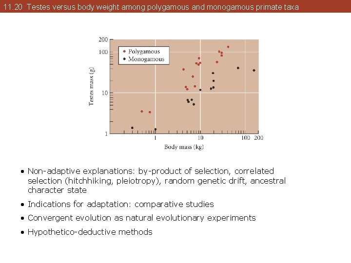 11. 20 Testes versus body weight among polygamous and monogamous primate taxa • Non-adaptive