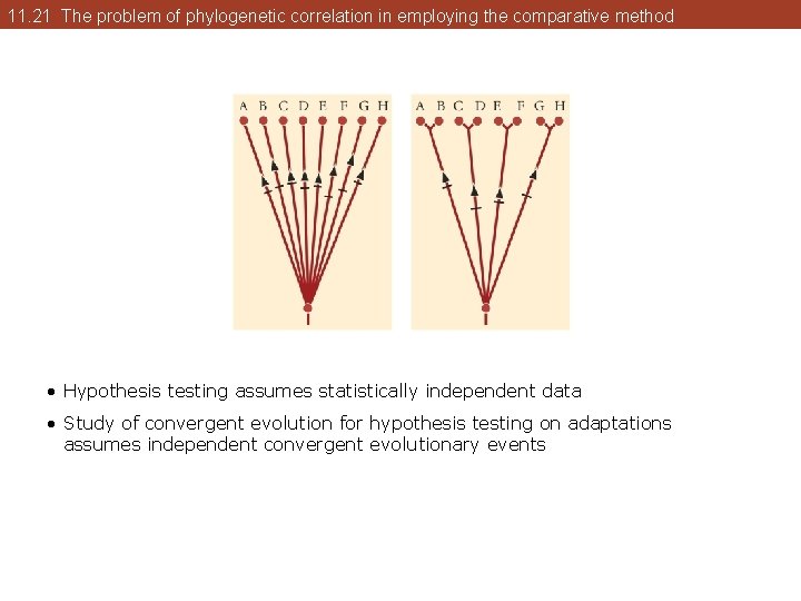 11. 21 The problem of phylogenetic correlation in employing the comparative method • Hypothesis 11. 21 The problem of phylogenetic correlation in employing the comparative method • Hypothesis