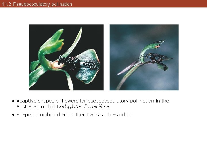 11. 2 Pseudocopulatory pollination • Adaptive shapes of flowers for pseudocopulatory pollination in the