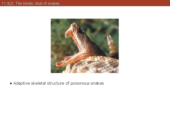 11. 3(2) The kinetic skull of snakes • Adaptive skeletal structure of poisonous snakes 11. 3(2) The kinetic skull of snakes • Adaptive skeletal structure of poisonous snakes