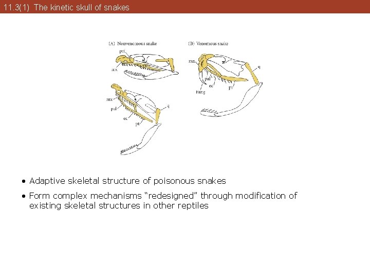 11. 3(1) The kinetic skull of snakes • Adaptive skeletal structure of poisonous snakes